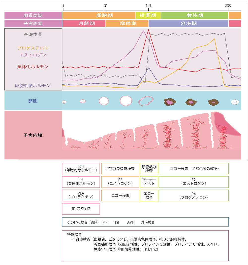 不妊鍼灸、不妊治療、江東区住吉